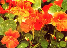 旱金蓮 金蓮花、旱蓮花、印度水芹、大紅雀