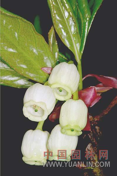 吊鐘花  鈴兒花