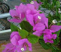 三角梅 九重葛、賀春紅、紅包藤、四季紅