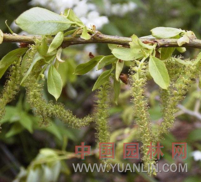 河柳    柳樹(shù)、河柳、江柳、立柳、直柳