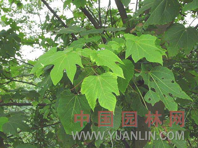千年桐 木油桐、皺桐、廣東油桐