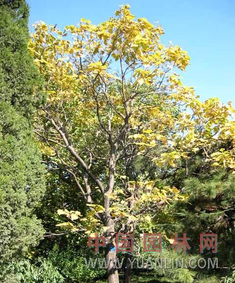黃金樹 美國(guó)楸樹