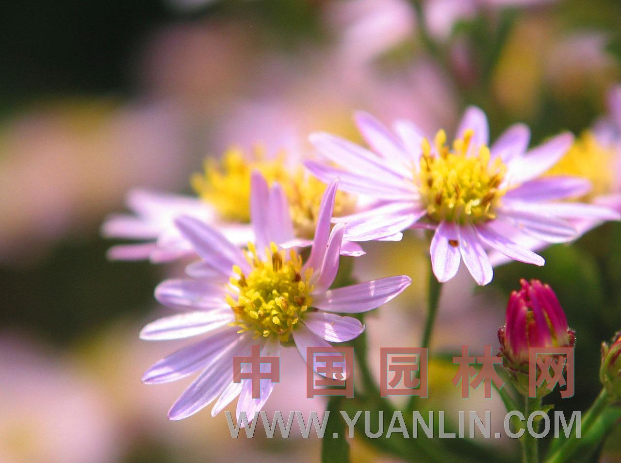 紫菀 青菀、軟紫菀、山白菜、驢耳朵菜、小辮兒