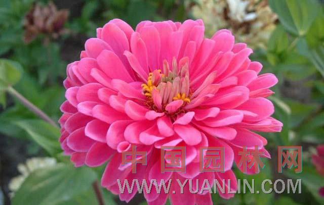 百日草 秋羅、百日菊、步步高、節(jié)節(jié)高、對(duì)葉梅