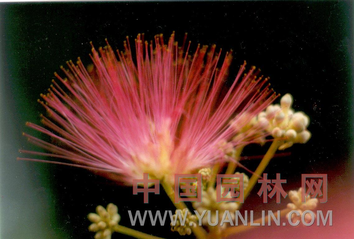 合歡 馬纓花、絨花樹、合昏、夜合、鳥絨