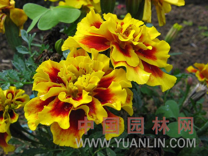 孔雀草 紅黃草、藤菊、小萬壽菊