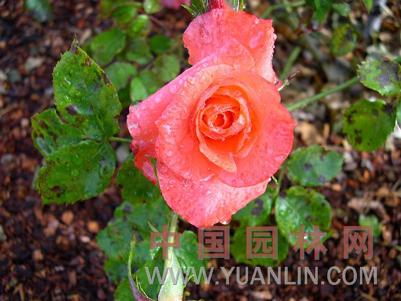 薔薇 —多花薔、野薔薇