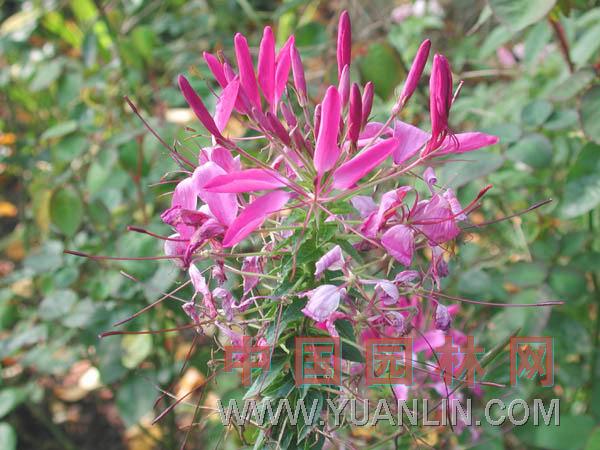 醉蝶花 西洋白花菜、鳳蝶草、紫龍須、蜘蛛花