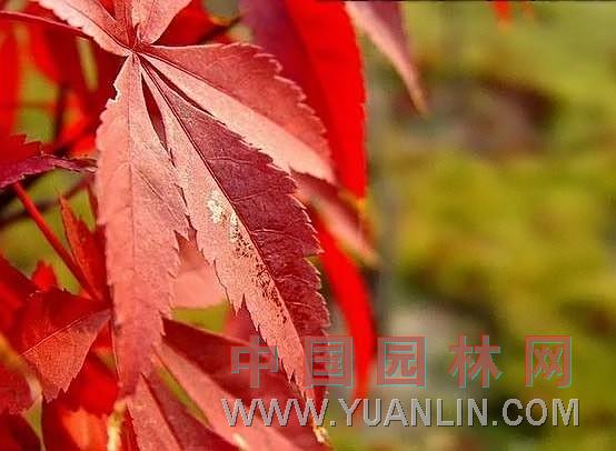 紅葉連蕊茶 紅葉山茶