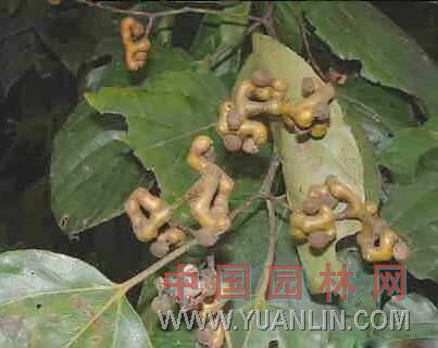 枳椇 拐棗、木蜜、樹(shù)蜜、雞蛇子、天藤雞爪子、棘枸、雞爪梨