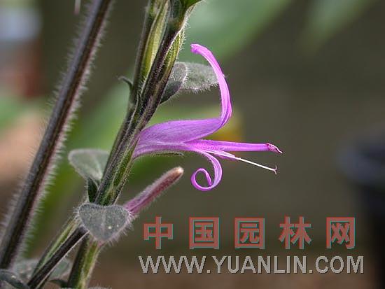 紅點(diǎn)草 濺紅草、嫣紅蔓
