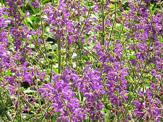 蚊凈香草  驅(qū)蚊樹、驅(qū)蚊香草