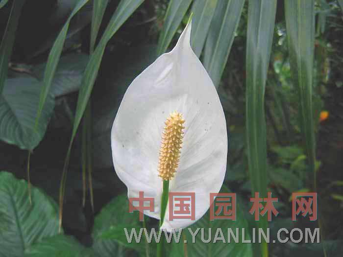 綠巨人 綠巨人、包葉芋，萬年青白鶴芋，白掌