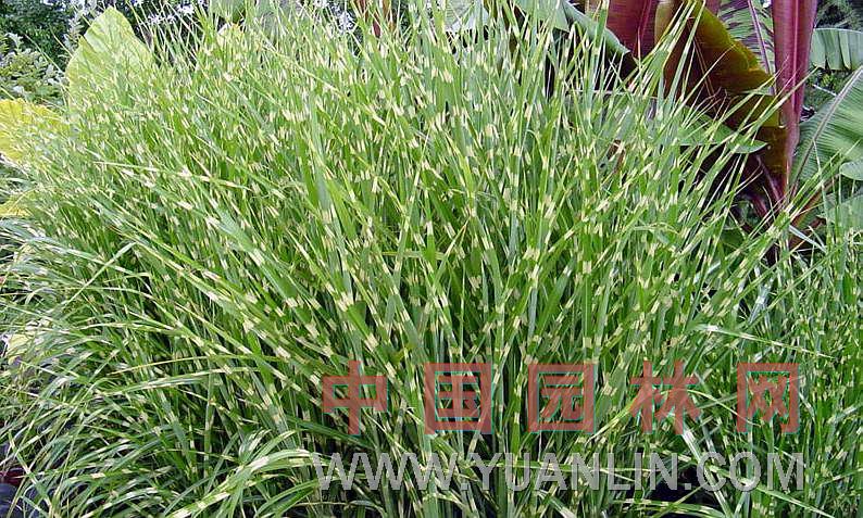 細(xì)葉芒 
