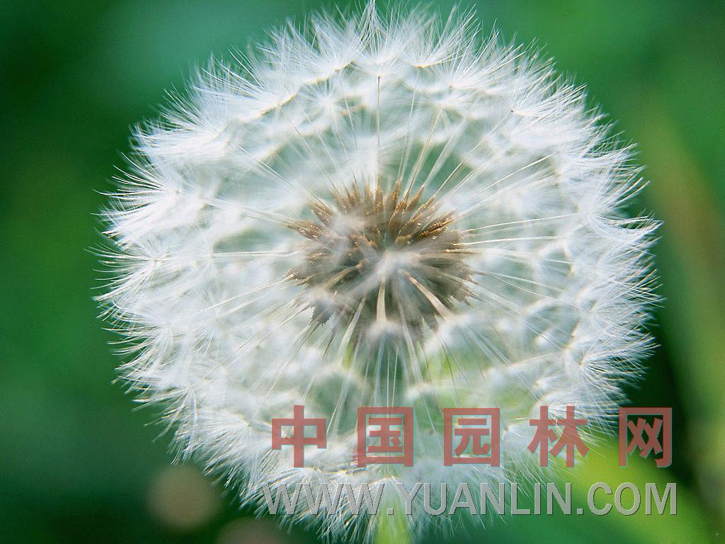 蒲公英 華花郎、蒲公草、食用蒲公英、尿床草、西洋蒲公英、婆婆丁