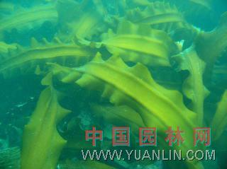 海帶 海帶菜、昆布