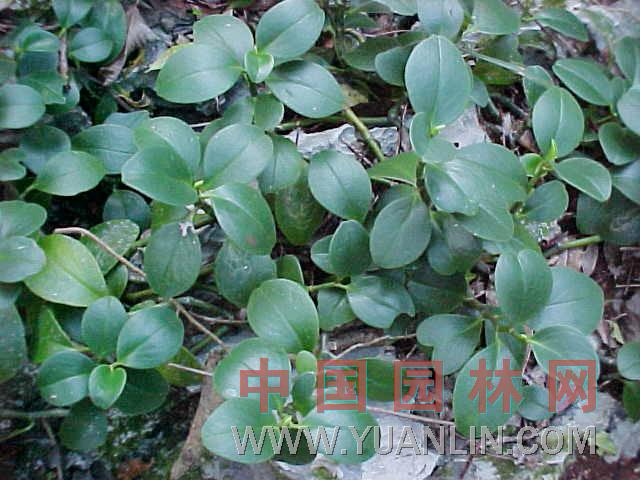翡翠椒草 玉蘭葉豆瓣綠