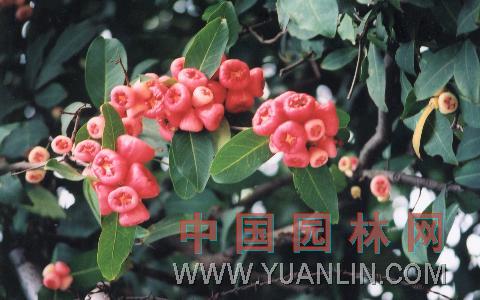 海南蒲桃 黑墨樹、十年果、子棟樹、烏木、烏口樹