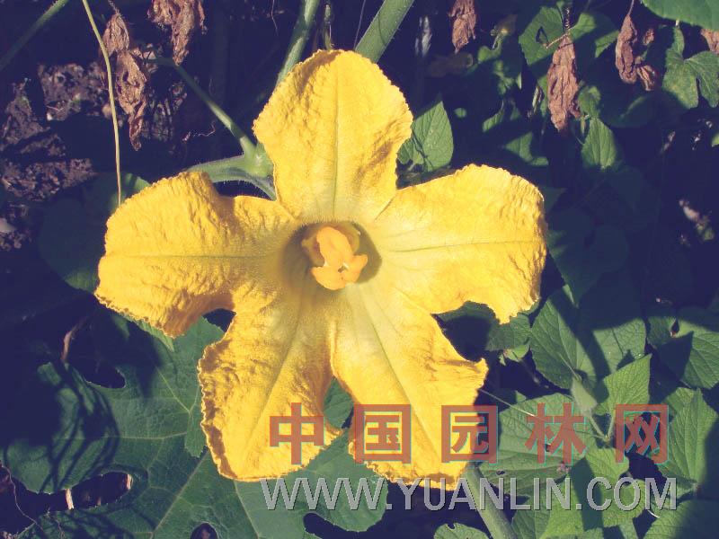 黑籽南瓜 