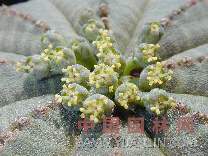 布紋球 奧貝沙、“棒球植物”