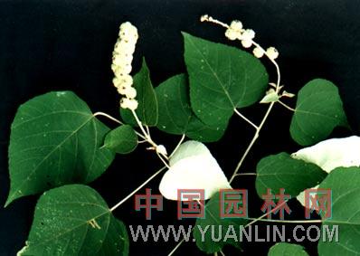 白背葉 白桐、秋桐
