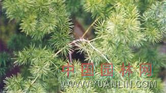 蓬萊松 武竹、松葉武竹