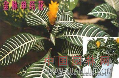 金脈單藥花 金脈藥爵床、金脈丹尼亞單藥花