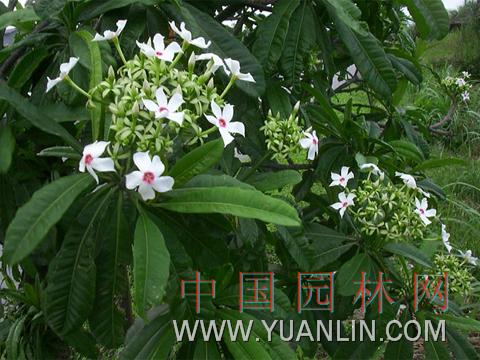 海檬果 黃金茄牛、心荔山杭果、海芒果、海檬果