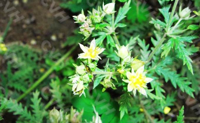委陵菜 翻白草、白頭翁、蛤蟆草、天青地白