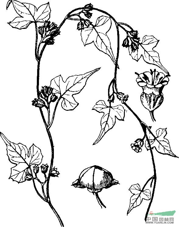 金花魚黃草 