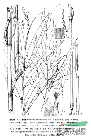 錦帳竹(原變種) 