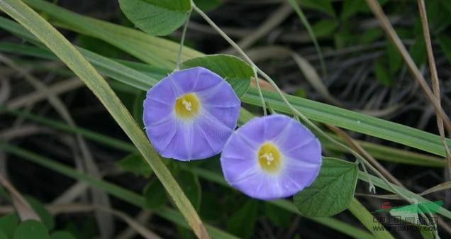 藍(lán)花土瓜 