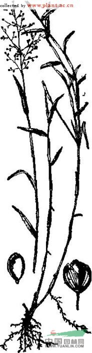 柳葉箬 