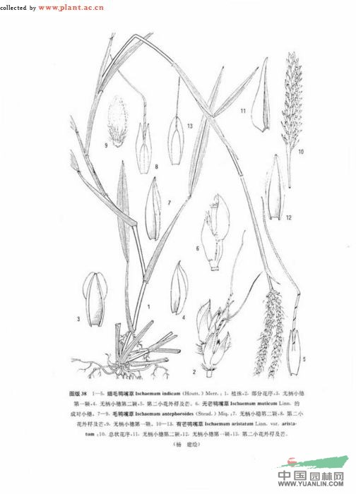 細毛鴨嘴草 
