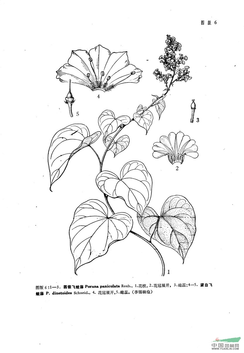 蒙自飛蛾藤 