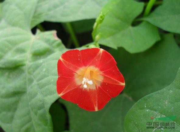 橙紅蔦蘿 