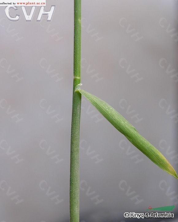 光稃香草 