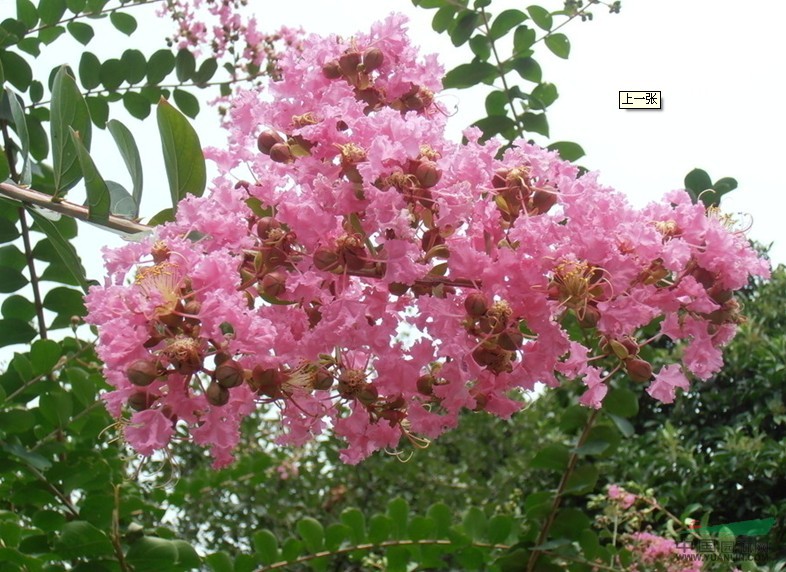 紫薇 入驚兒樹、百日紅、滿堂紅、癢癢樹