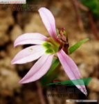 長萼狹葉山梗菜 
