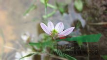 頂花半邊蓮 