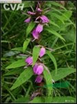 江南山梗菜 
