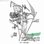 西南山梗菜 野煙、紅雪柳