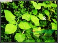 袋果草 