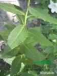 桔梗 鈴當花、包袱花、道拉基