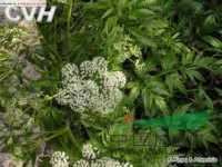 柳葉芹 小葉獨活(東北植物檢索表)、雞爪芹、叉子芹(遼寧)