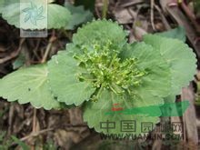馬蹄芹 大苞芹、雙叉草、山荷葉