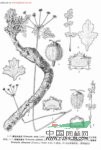 大葉絨果芹 