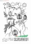 云南細裂芹