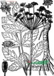 白亮獨(dú)活 藏當(dāng)歸(西藏)、白羌活(云南)