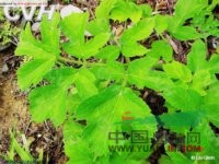 糙獨(dú)活 滇白芷(滇南本草)